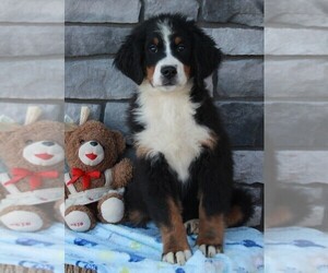 Bernese Mountain Dog Puppy for sale in FREDERICKSBURG, OH, USA