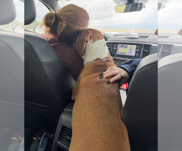 Medium Photo #5 Beagle Puppy For Sale in Houston, TX, USA