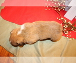 Small Photo #8 Pembroke Welsh Corgi Puppy For Sale in MALTA, OH, USA