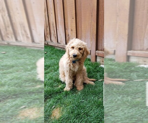 Medium Photo #10 Labradoodle Puppy For Sale in ELK GROVE, CA, USA