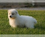 Small Photo #5 Samoyed Puppy For Sale in FREDERICKSBURG, OH, USA