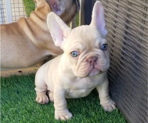 French Bulldog Puppy for sale in LAS VEGAS, NV, USA