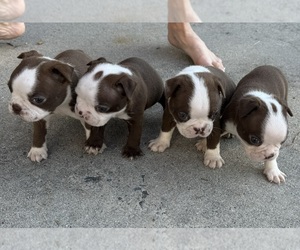 Boston Terrier Puppy for Sale in ELLABELL, Georgia USA