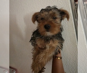 Yorkshire Terrier Puppy for sale in ALBUQUERQUE, NM, USA