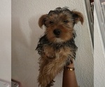 Image preview for Ad Listing. Nickname: Rocksie