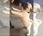 Small Photo #1 Pug Puppy For Sale in LYNDON CENTER, VT, USA