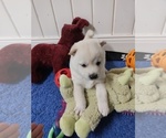 Puppy Puppy 2 Shiba Inu