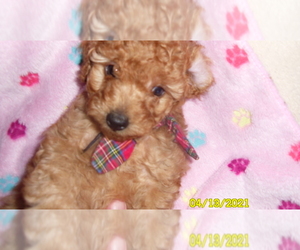Poodle (Toy) Puppy for sale in DULUTH, GA, USA