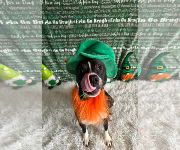 Medium Photo #3 American Pit Bull Terrier-Unknown Mix Puppy For Sale in Germantown, OH, USA