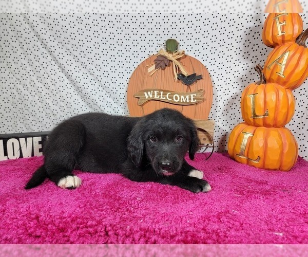 Medium Photo #8 Golden Mountain Dog Puppy For Sale in BLACK FOREST, CO, USA