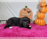 Small #7 Golden Mountain Dog