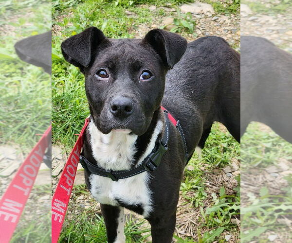 Medium Photo #6 Labrador Retriever-Unknown Mix Puppy For Sale in Walnutport, PA, USA
