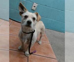 Mutt Dogs for adoption in Downey, CA, USA