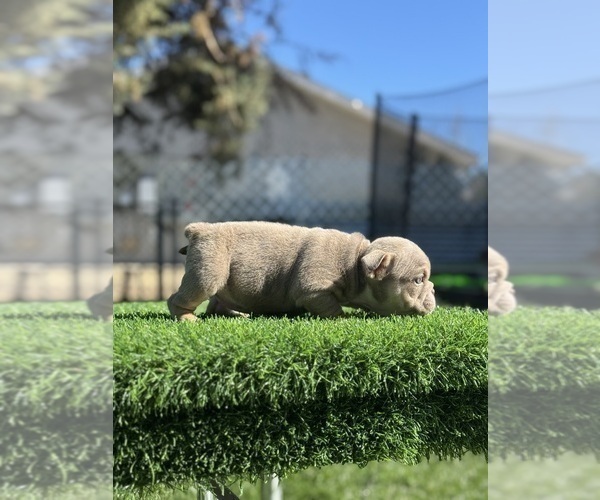 Medium Photo #6 English Bulldog Puppy For Sale in SAN FRANCISCO, CA, USA