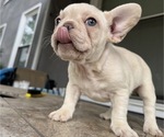 Puppy Kansas French Bulldog