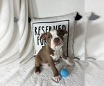 Small #2 Boston Terrier