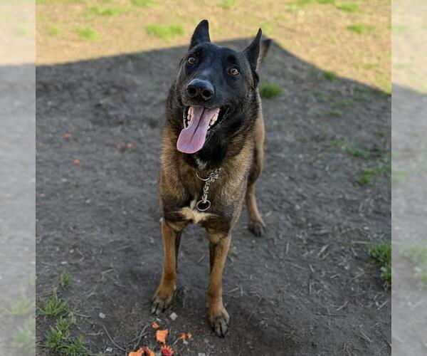 Medium Photo #1 Mutt Puppy For Sale in Modesto, CA, USA