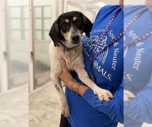 PAPRIKA - Female Beagle-Unknown Mix Dog for Adoption