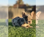 Small #2 French Bulldog