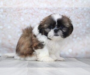 Shih Tzu Puppy for sale in MARIETTA, GA, USA
