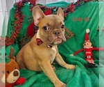 Small Photo #10 French Bulldog Puppy For Sale in OTTAWA LAKE, MI, USA