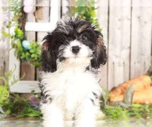 Cavachon Puppy for sale in MOUNT VERNON, OH, USA