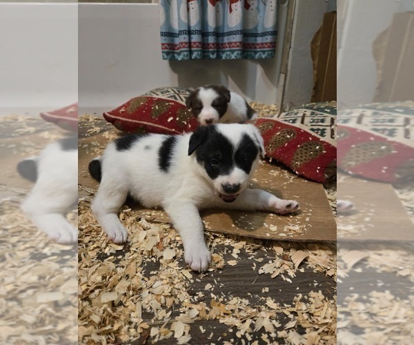 Medium Photo #12 Border Collie Puppy For Sale in LEBANON, MO, USA
