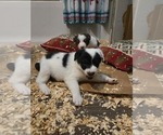 Small #3 Border Collie