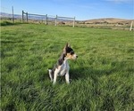 Puppy Stuart Rat Terrier