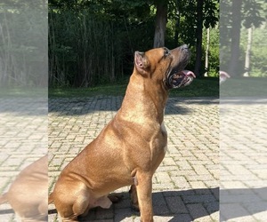 Father of the Presa Canario puppies born on 08/15/2026
