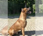 Small Photo #1 Presa Canario Puppy For Sale in ROCHESTER, MI, USA