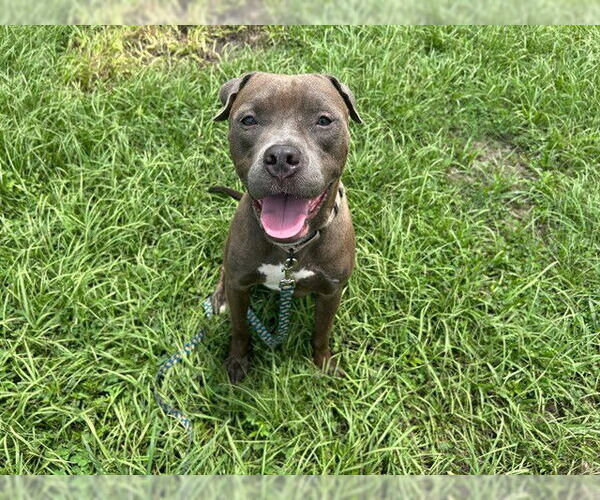 Medium Photo #3 American Pit Bull Terrier Puppy For Sale in Ocala, FL, USA