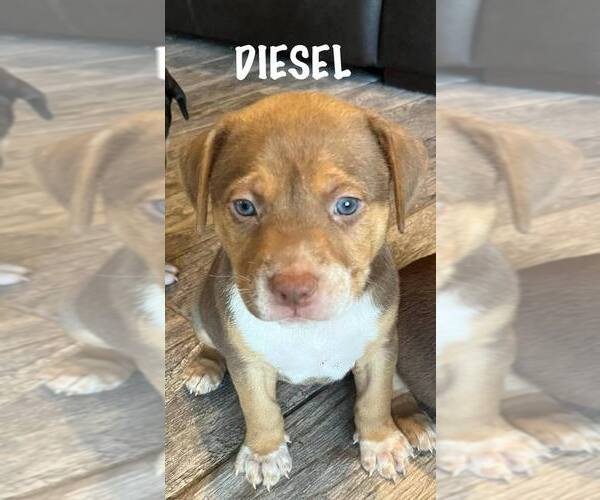 Medium Photo #2 Mutt Puppy For Sale in Springdale, PA, USA