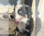 Puppy Smokey Australian Shepherd