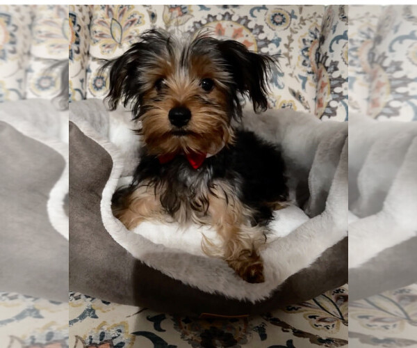 Medium Photo #1 Yorkshire Terrier Puppy For Sale in SACRAMENTO, CA, USA