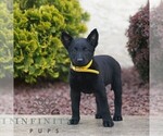 Small #2 Belgian Malinois
