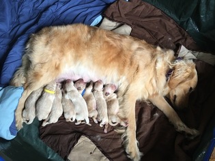 Golden Retriever Puppy for sale in NEW BALTIMORE, MI, USA