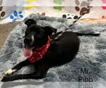 Small American Pit Bull Terrier-Basset Hound Mix