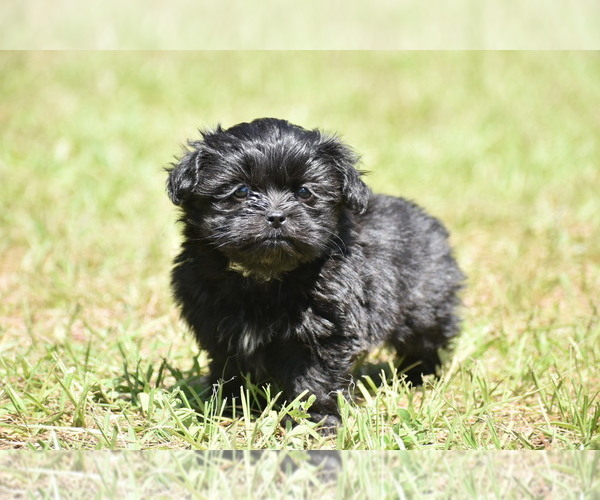 Medium Photo #4 Shih Aussie Puppy For Sale in PALM COAST, FL, USA