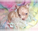 Small #11 Chihuahua
