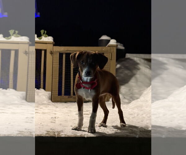 Medium Photo #2 Chihuahua-Unknown Mix Puppy For Sale in Wakefield, RI, USA