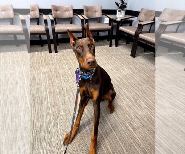 Medium Photo #4 Doberman Pinscher Puppy For Sale in Buffalo, MN, USA