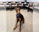 Small #3 Doberman Pinscher