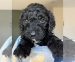 Puppy J Timberlake Goldendoodle