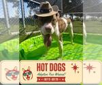 Small #4 American Bulldog Mix