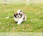 Small Photo #4 Shih Tzu Puppy For Sale in NAPPANEE, IN, USA