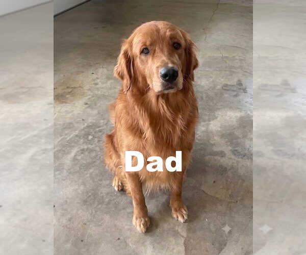 Medium Photo #4 Golden Retriever Puppy For Sale in Grovertown, IN, USA
