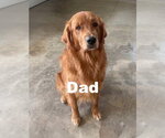 Small #3 Golden Retriever