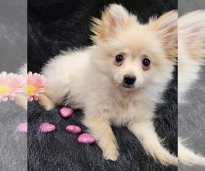 Pomeranian Puppy for sale in UNION, SC, USA