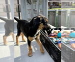 Small #1 Beagle Mix